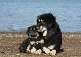DOGUE DU TIBET 114